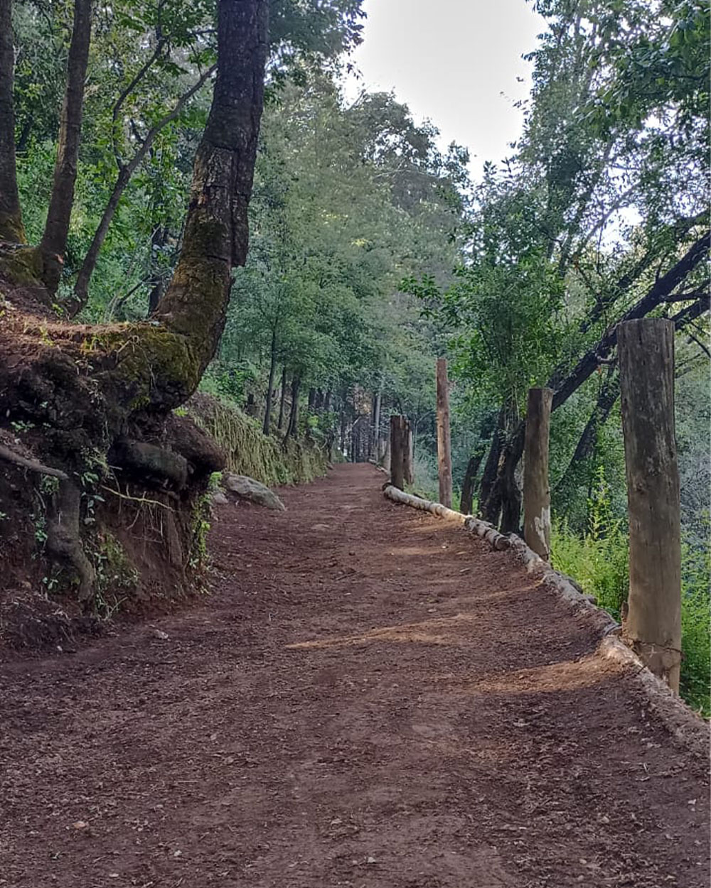 maza siete