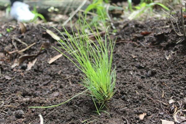 042 Jornada_reforestacion_03-AGO-2025